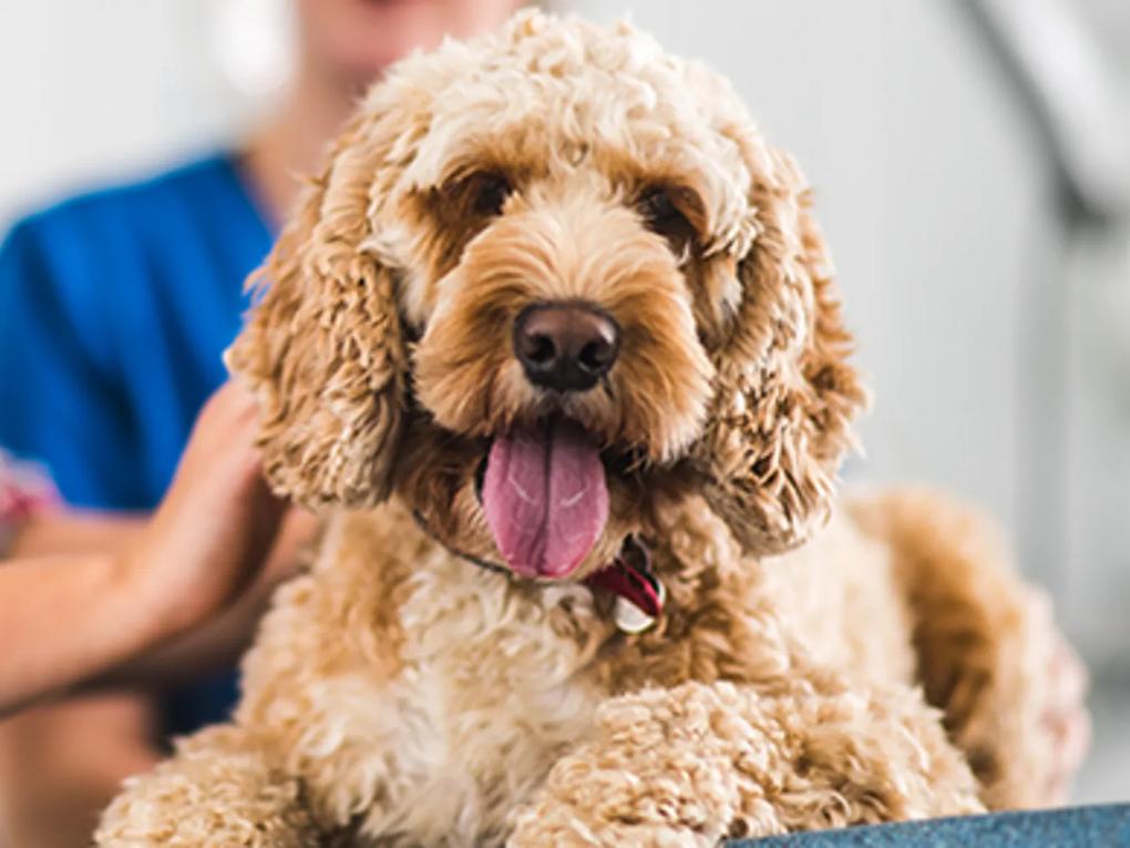 A fluffy dog with curly fur and a pink tongue sticking out.