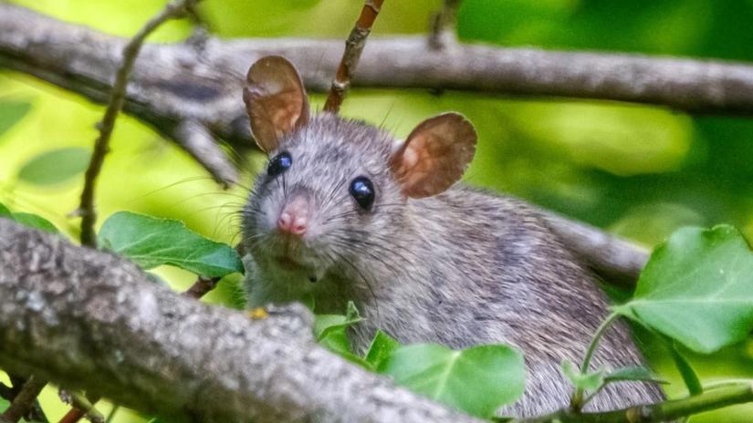 A gray rat sitting among green leaves and tree branches, looking towards the camera.