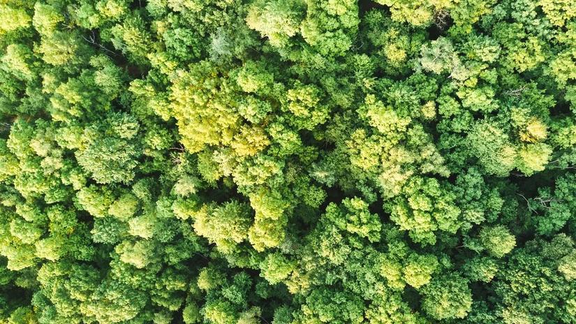 Aerial view of a dense, lush green forest canopy.