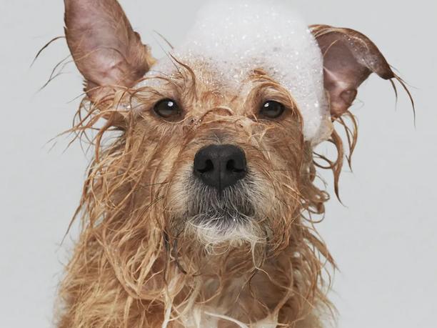 A wet dog with soap bubbles on its head, looking directly at the camera.
