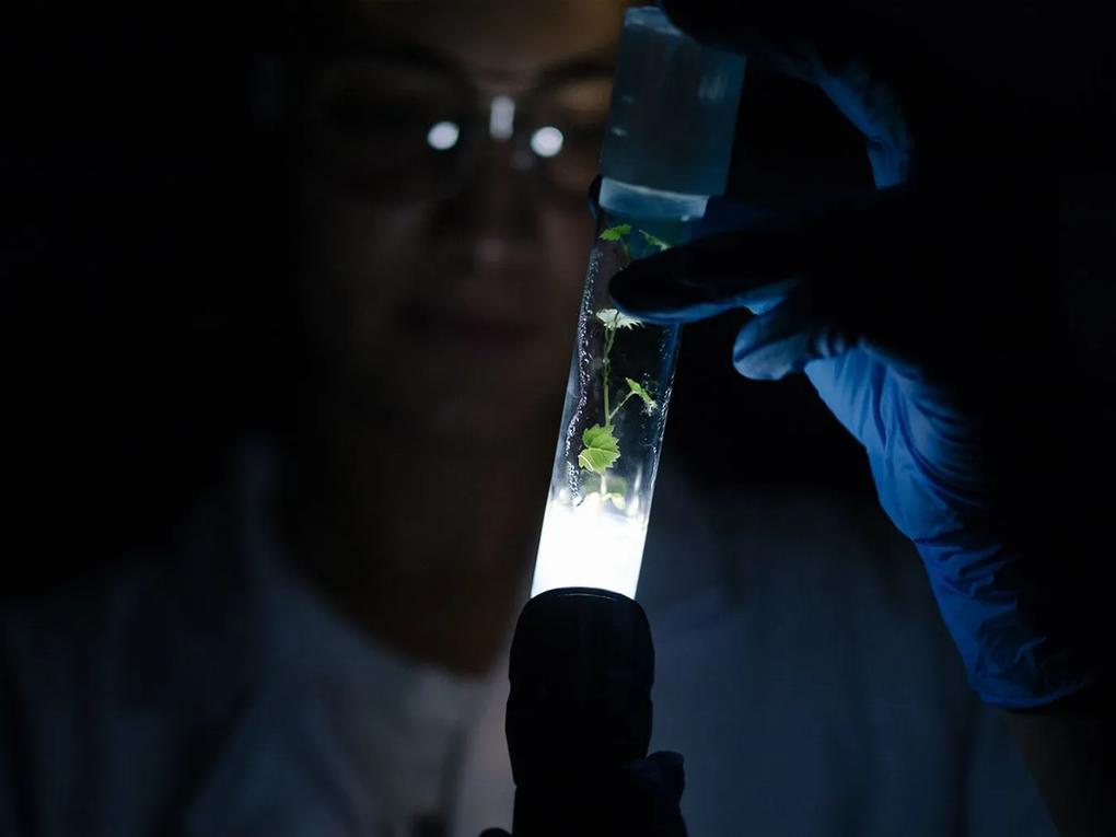 A person wearing gloves holds a test tube with a small plant inside, illuminated by a light source from below.