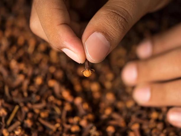 A close-up of a hand holding a single clove, with a pile of cloves in the background.