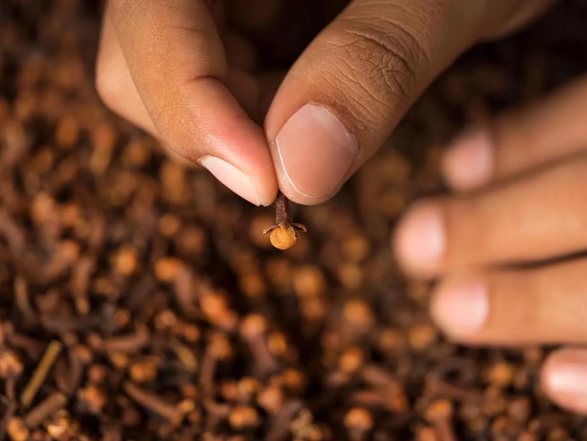 A close-up of a hand holding a single clove, with a pile of cloves in the background.
