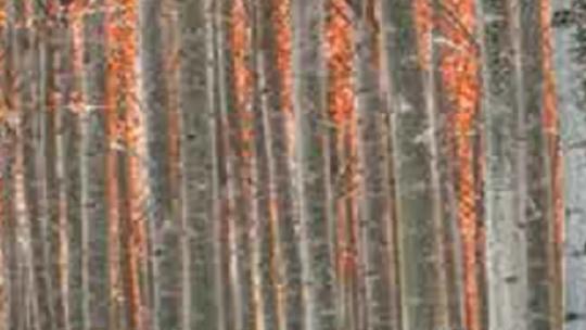 A dense forest of tall, slender trees with orange leaves.