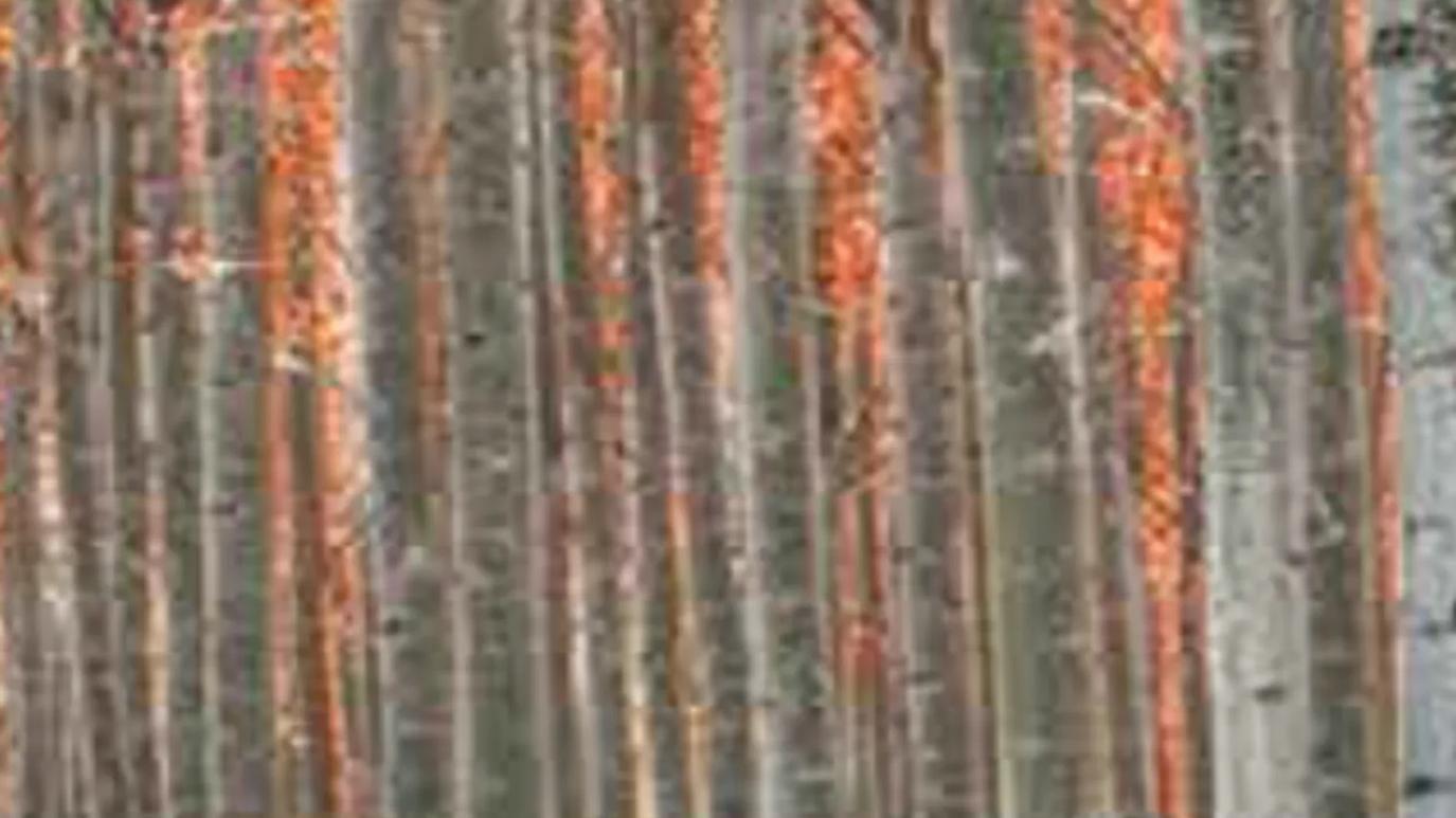 A dense forest of tall, slender trees with orange leaves.