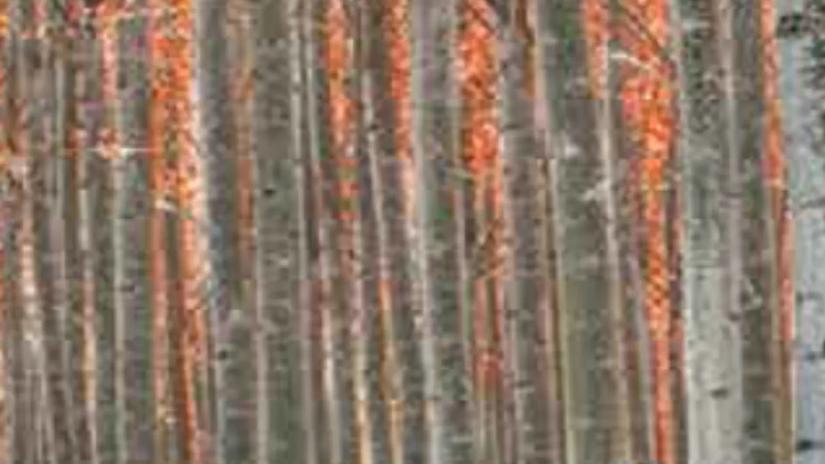 A dense forest of tall, slender trees with orange leaves.