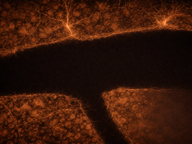 Blood-brain barrier close-up in orange glow