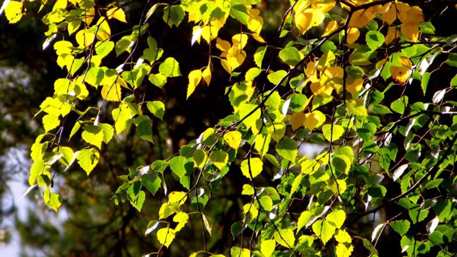 Bright green and yellow leaves on tree branches, illuminated by sunlight, with a blurred forest background.