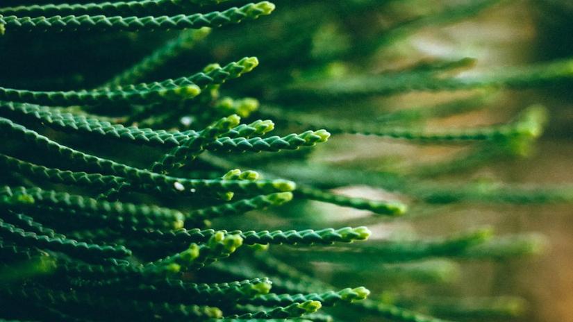 Close-up of green, needle-like leaves of a plant, showing intricate textures and patterns.
