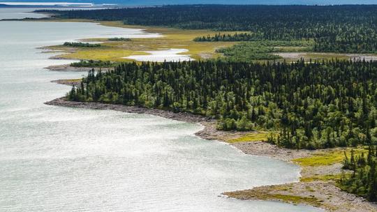 Aerial view of a lush green forested coastline with a calm body of water, featuring patches of grass and trees extending into the water.