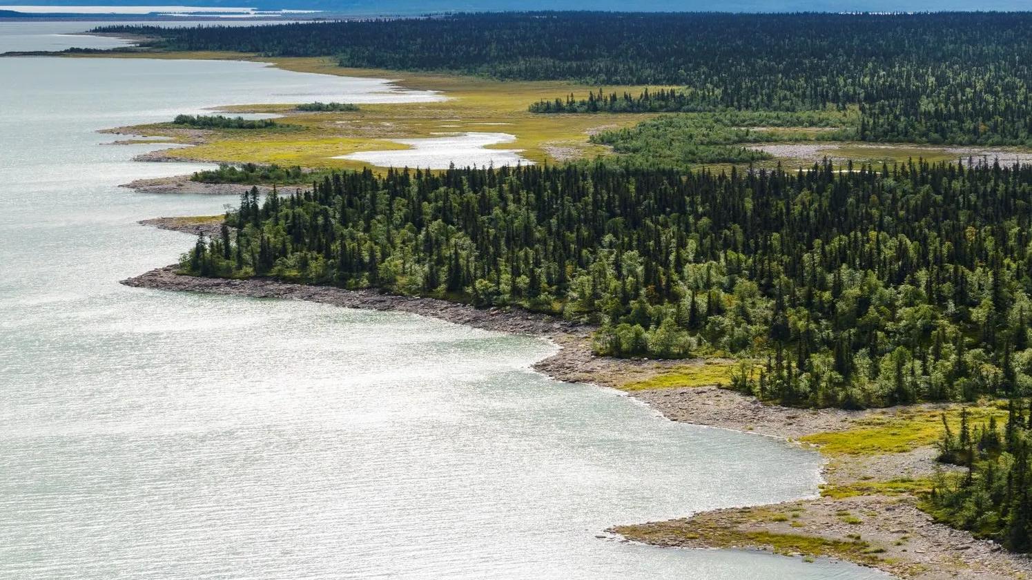Aerial view of a lush green forested coastline with a calm body of water, featuring patches of grass and trees extending into the water.