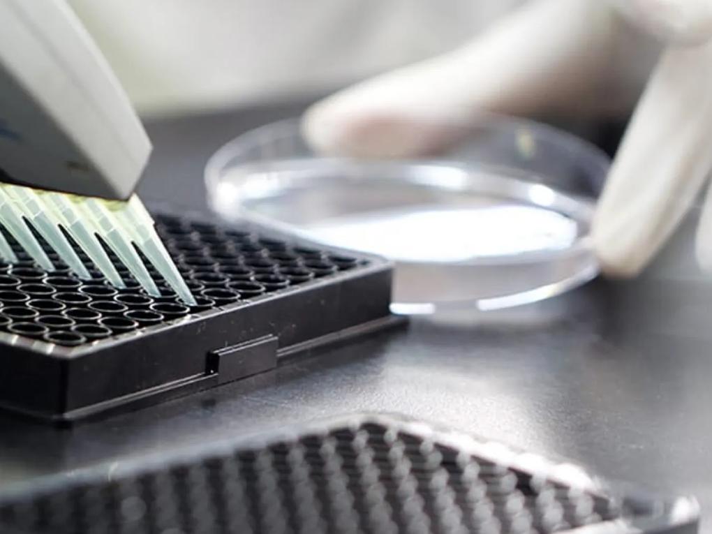 A laboratory setting with a gloved hand using a multi-channel pipette.