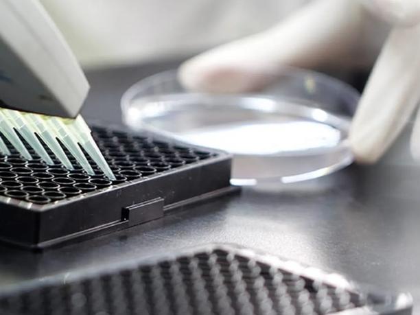 A laboratory setting with a gloved hand using a multi-channel pipette.