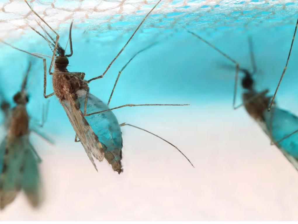 Molecular Attraction