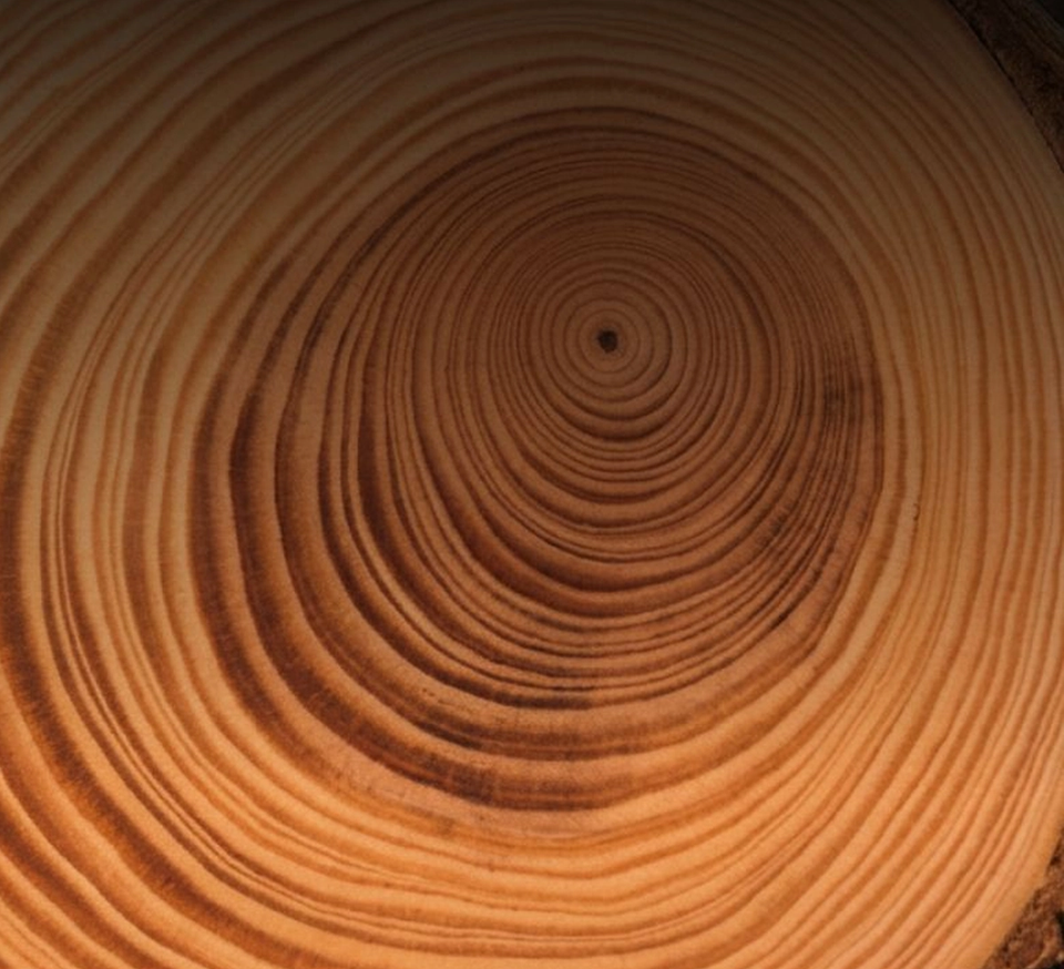 Rings in a tree stump.