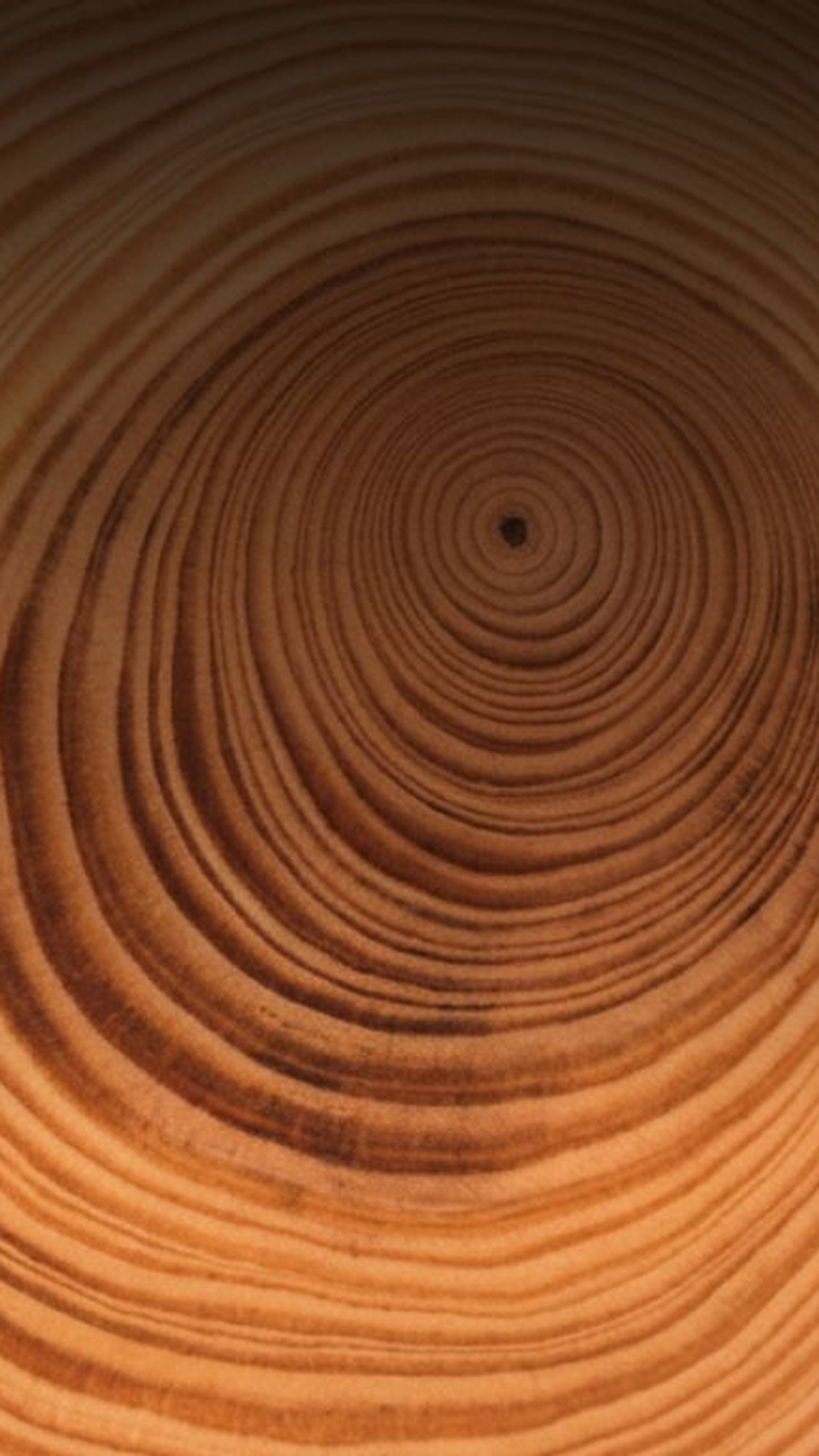 Rings in a tree stump.
