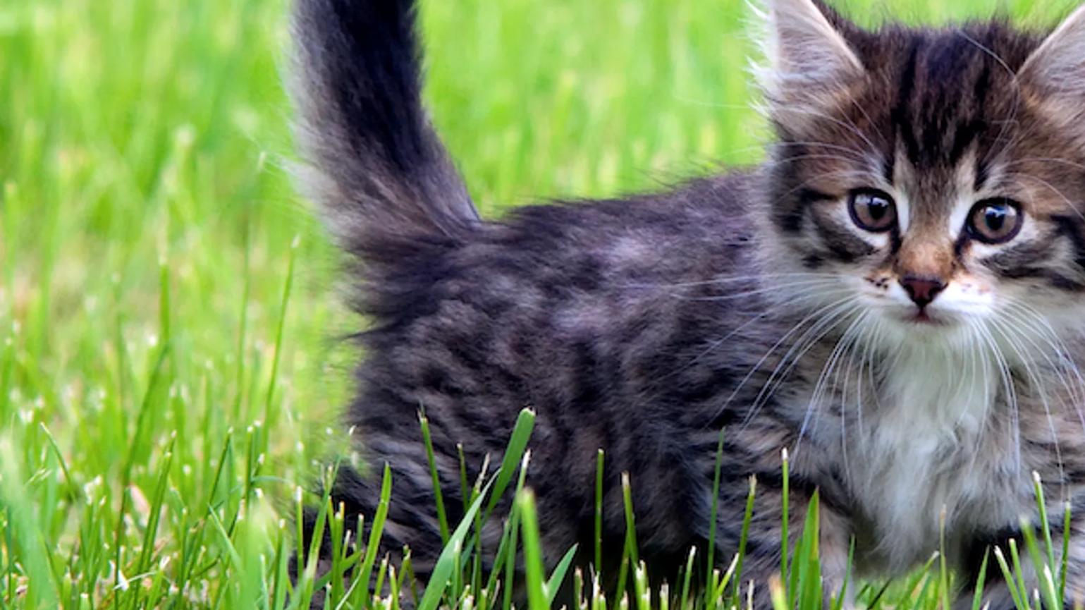 A fluffy kitten with dark stripes standing in green grass, looking towards the camera.
