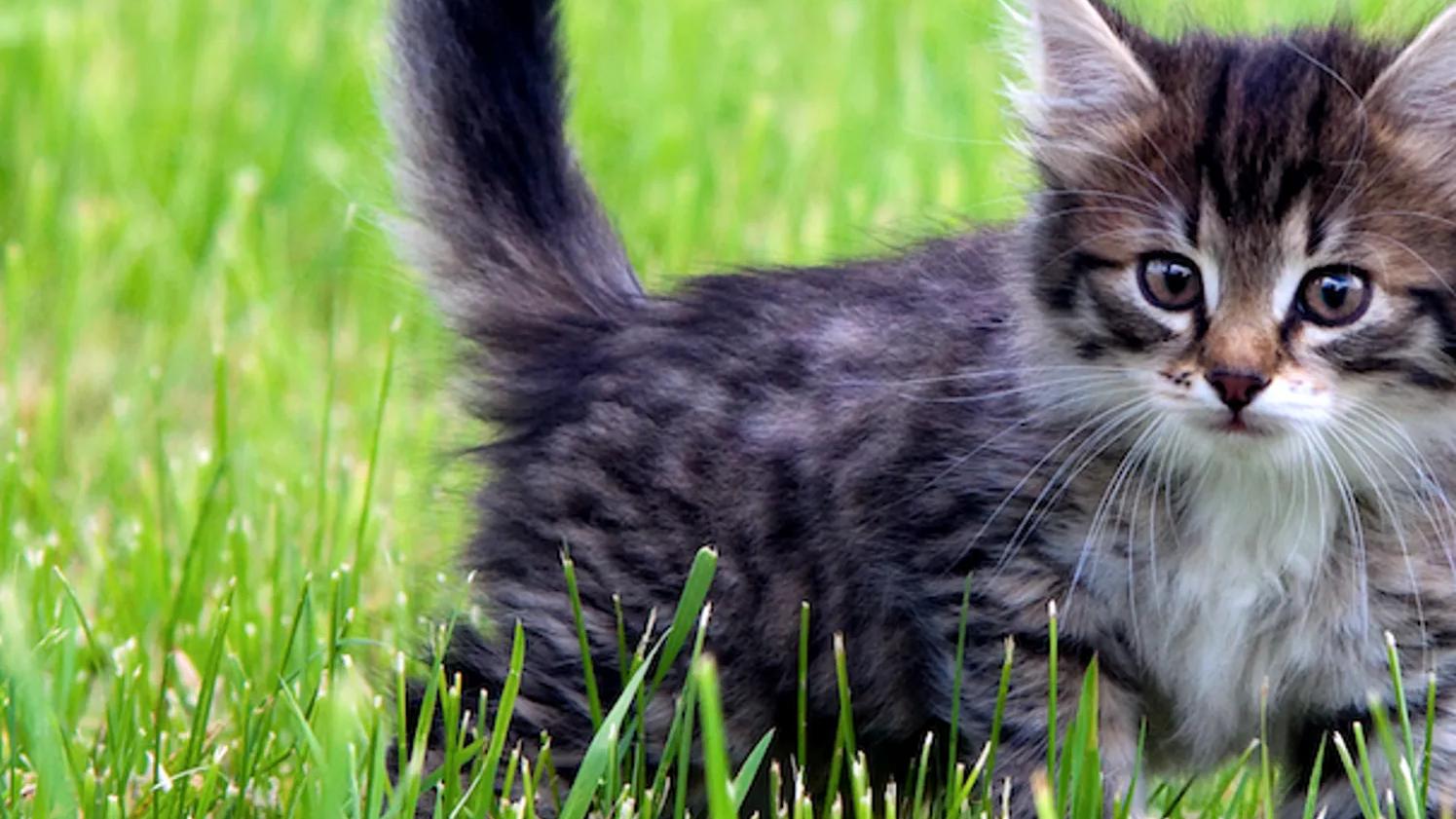 A fluffy kitten with dark stripes standing in green grass, looking towards the camera.