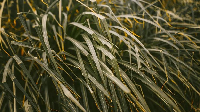 Close-up of tall, green grass with long, slender blades.