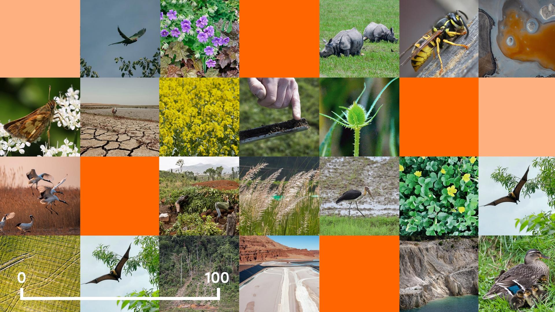 Collage of images of different animals such as rhino, bugs, bats and birds