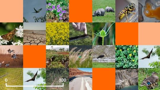 Collage of images of different animals such as rhino, bugs, bats and birds