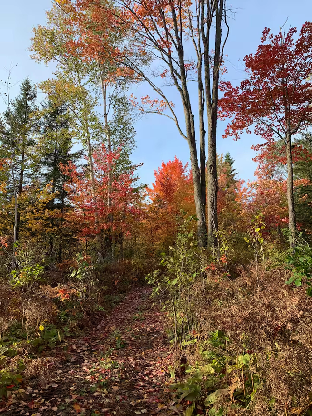 Fall Trail