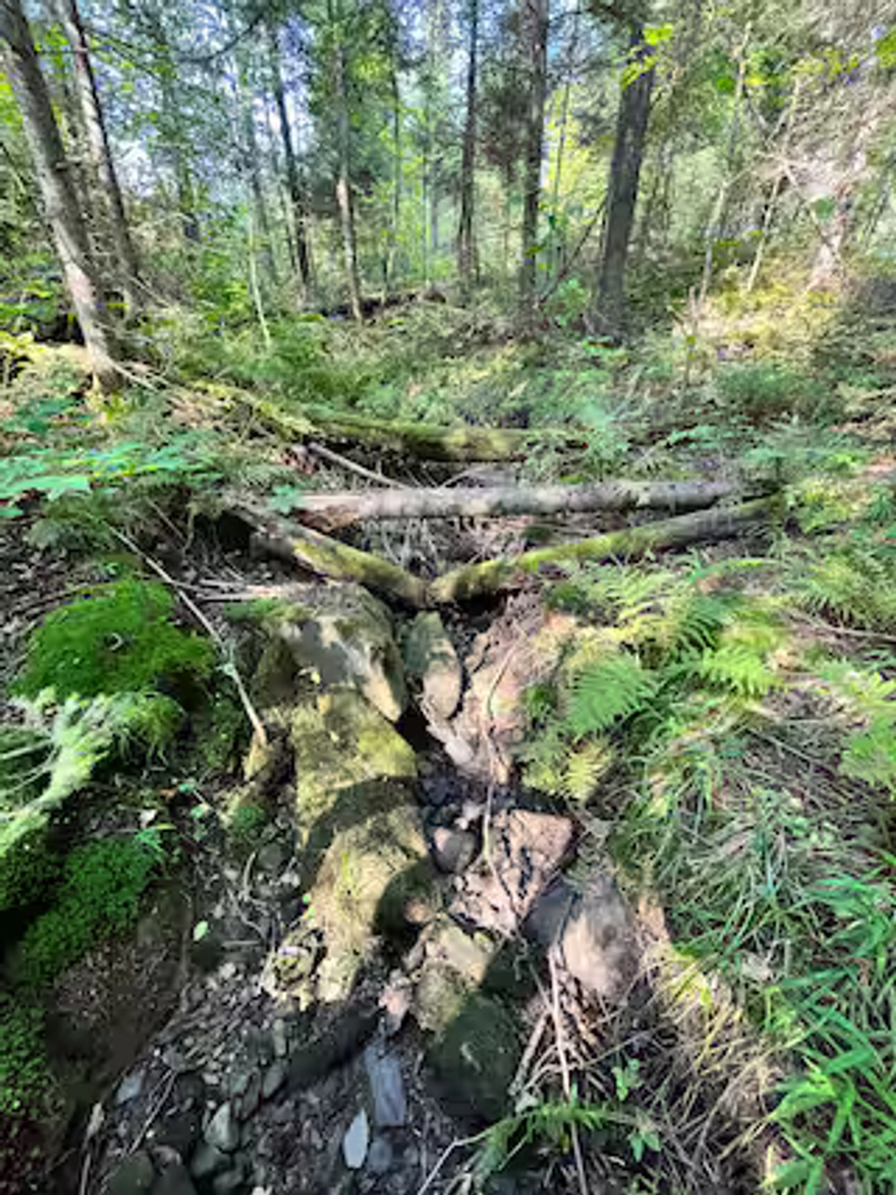 Summer trail