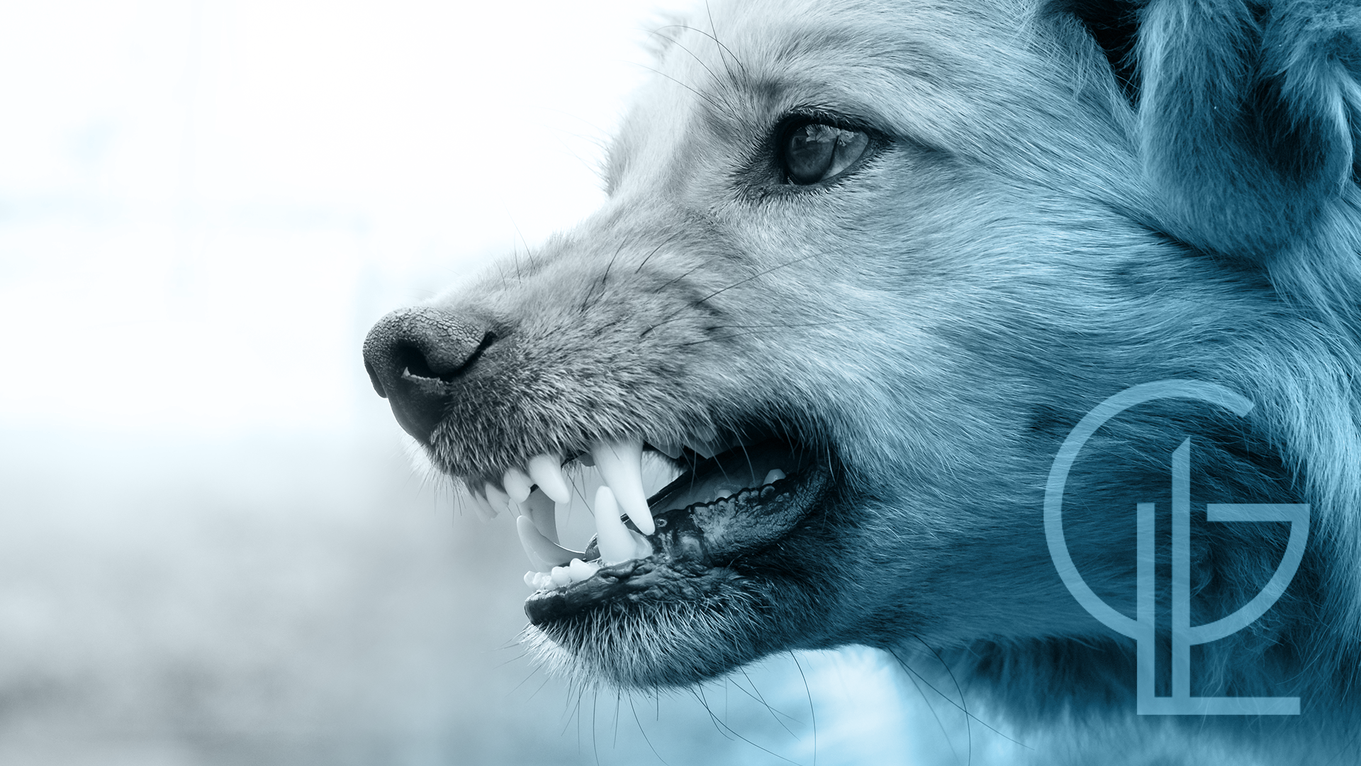 Image Tampa Dog Bite Lawyer