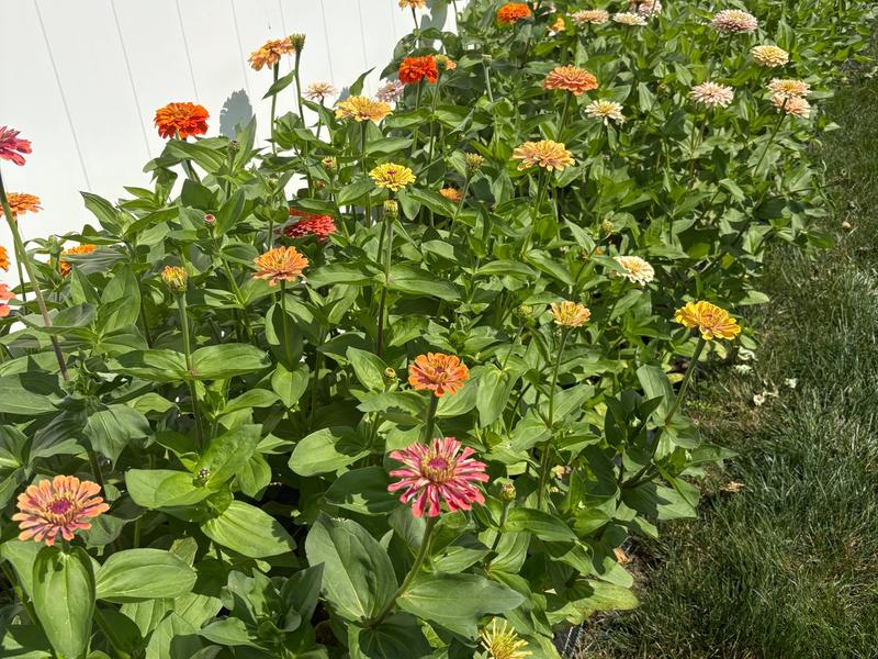 What's Blooming in June