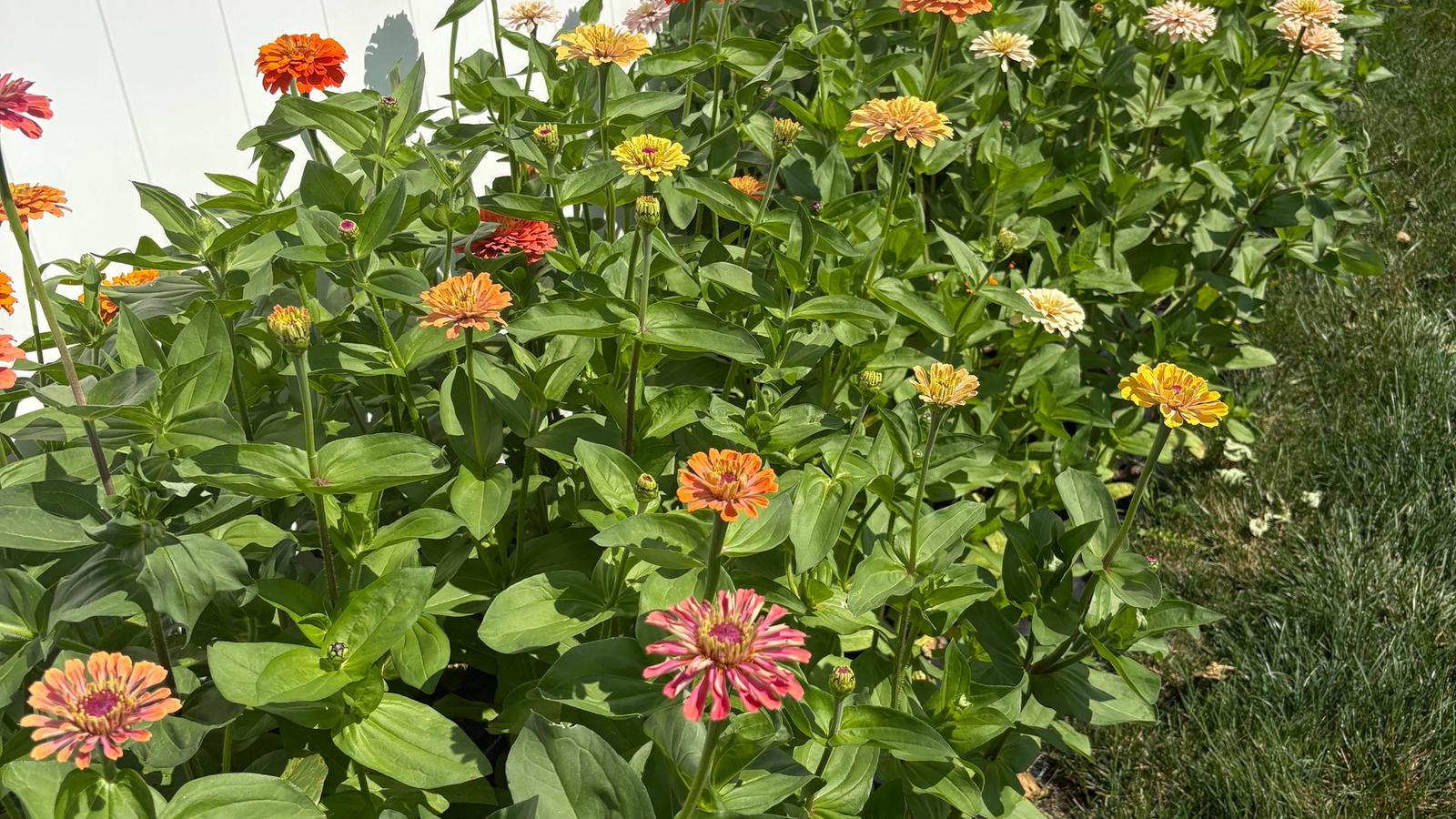 What's Blooming in June
