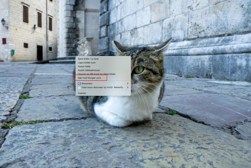 Illustrasjon hvor man ser Søk med Google Lens over bilde med katt.