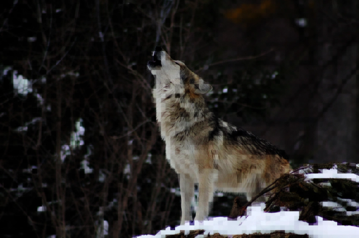 pixelated wolf