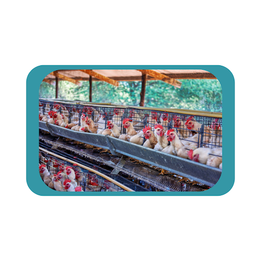 Figure 2: Livestock chickens in battery cages