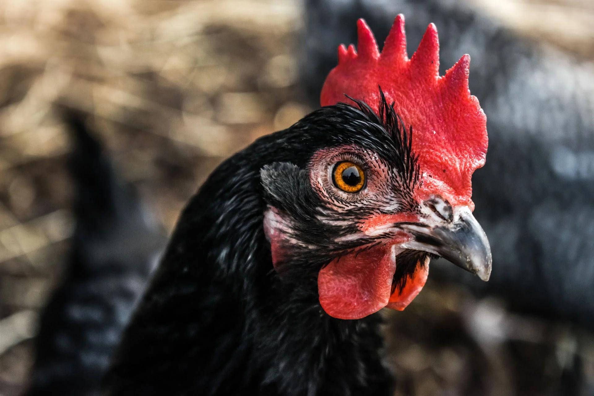 Een close-up foto van een haan.