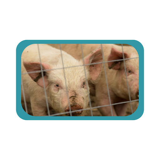 Figure 1: Caged livestock pigs