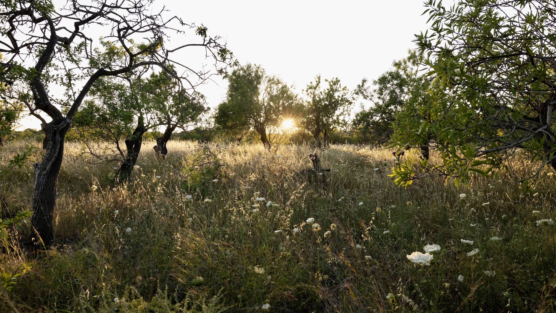 Reconnect with nature - header