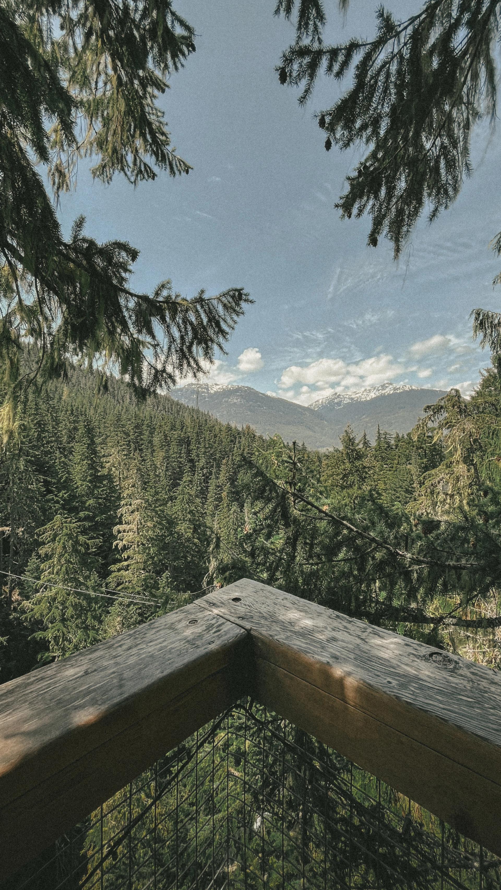 Treeline