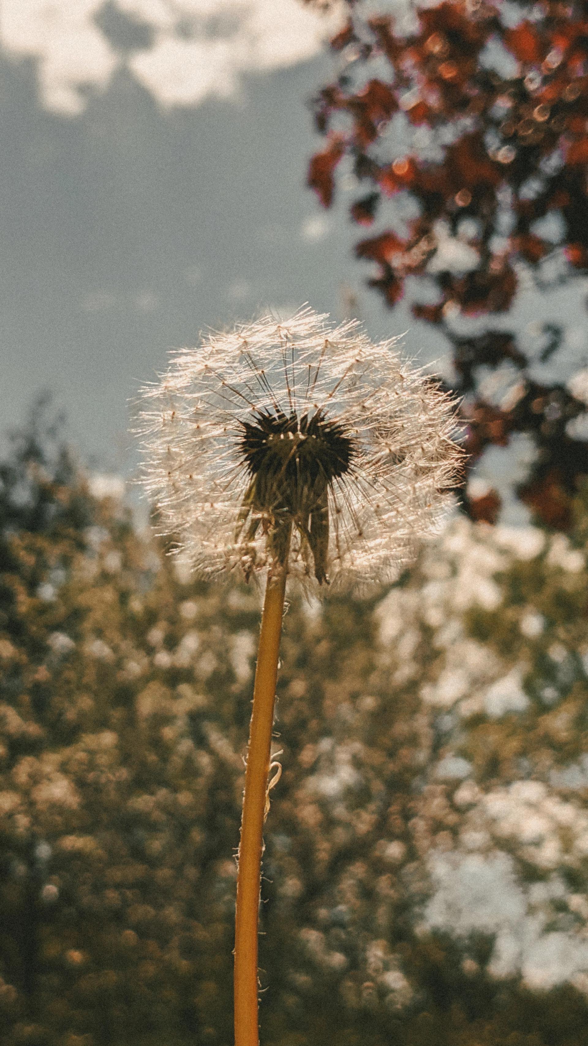 Wish