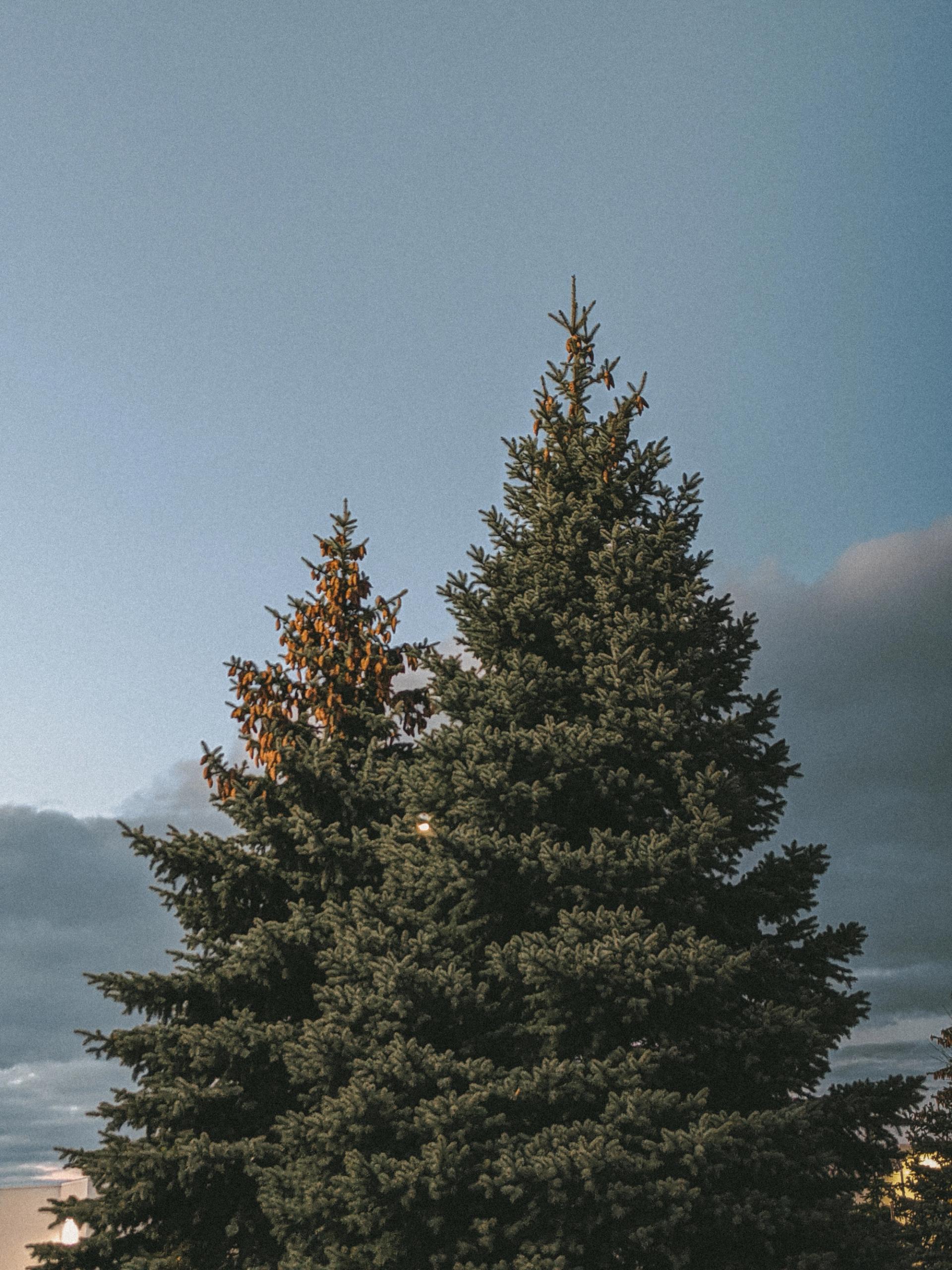 Two pines