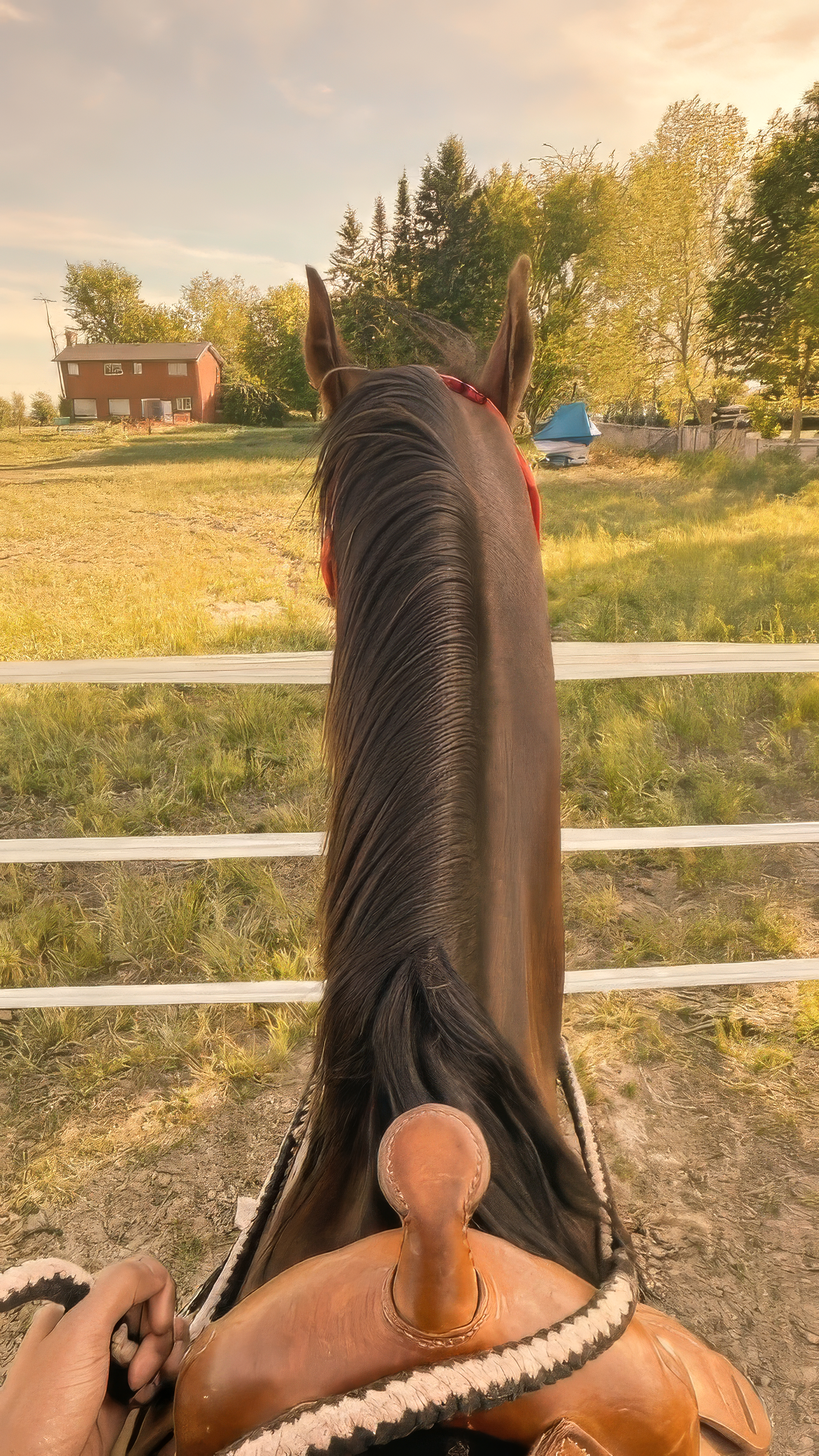 The saddle