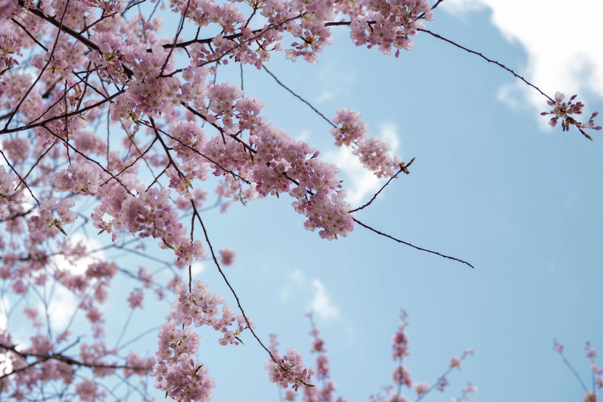 Sakura