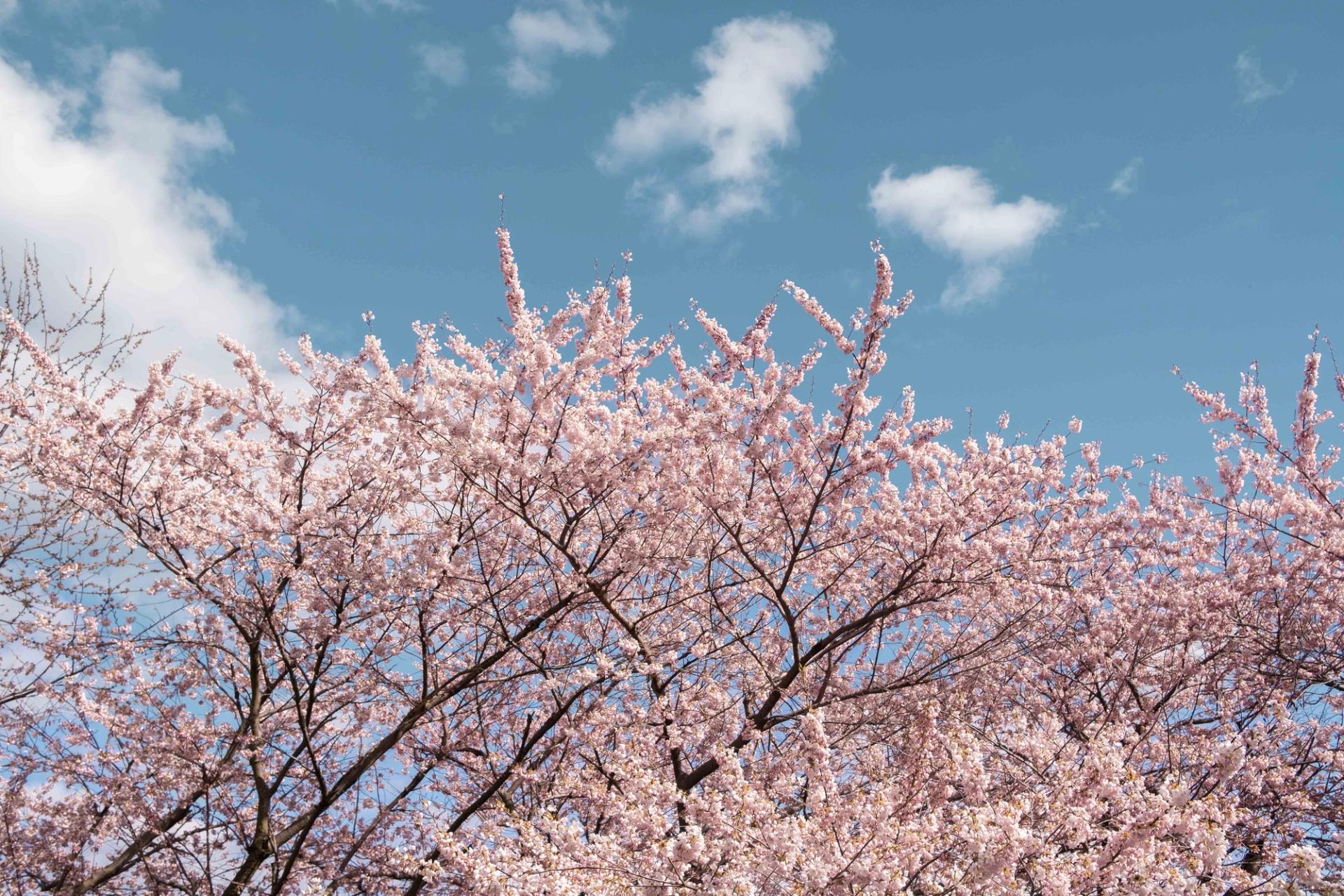 Sakura