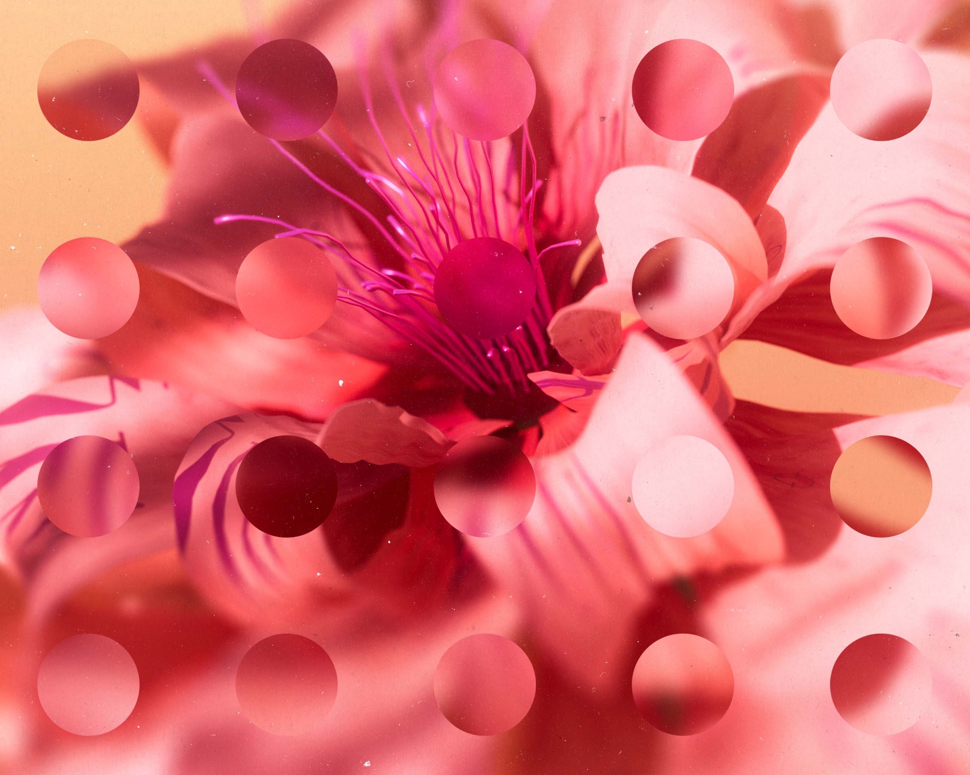 Flower macro shot, disrupted by a circular pattern