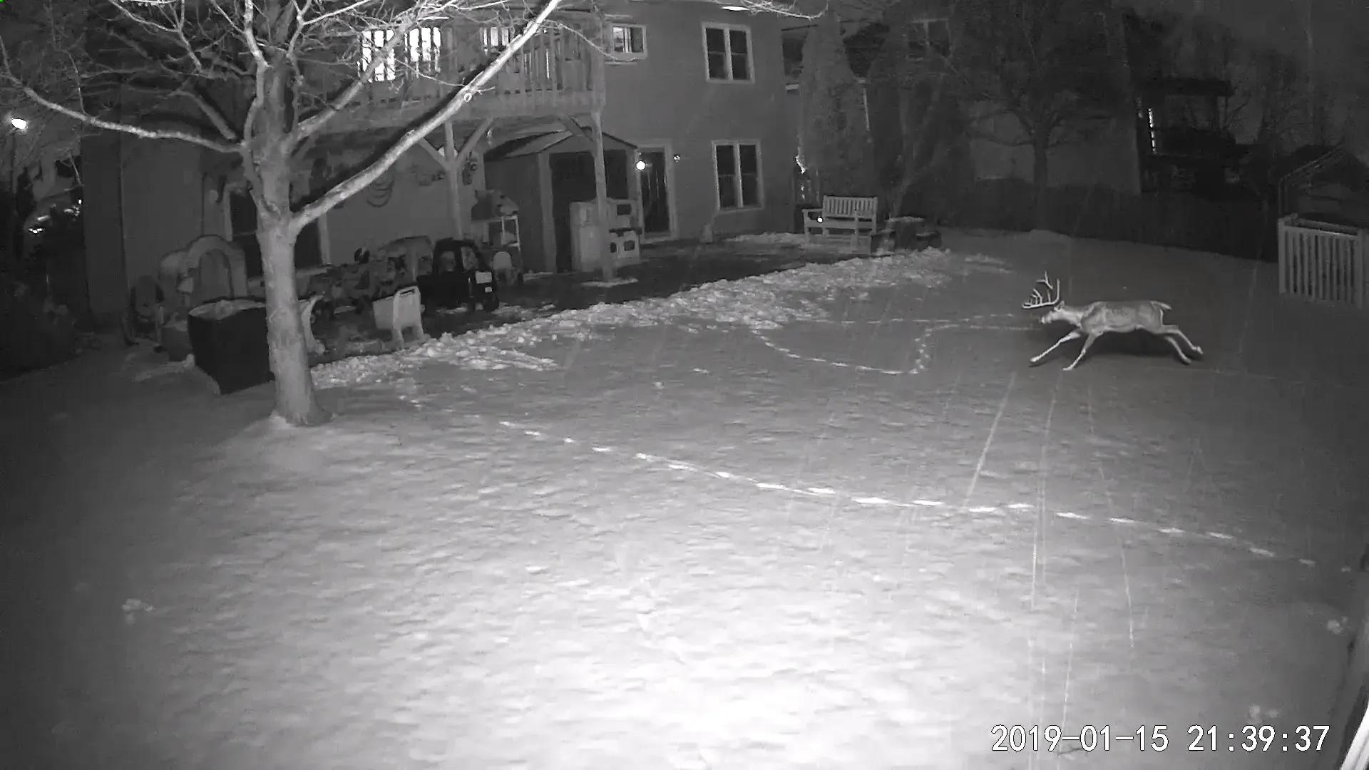 Image with a wild animal generated by Superb Platform’s GenAI