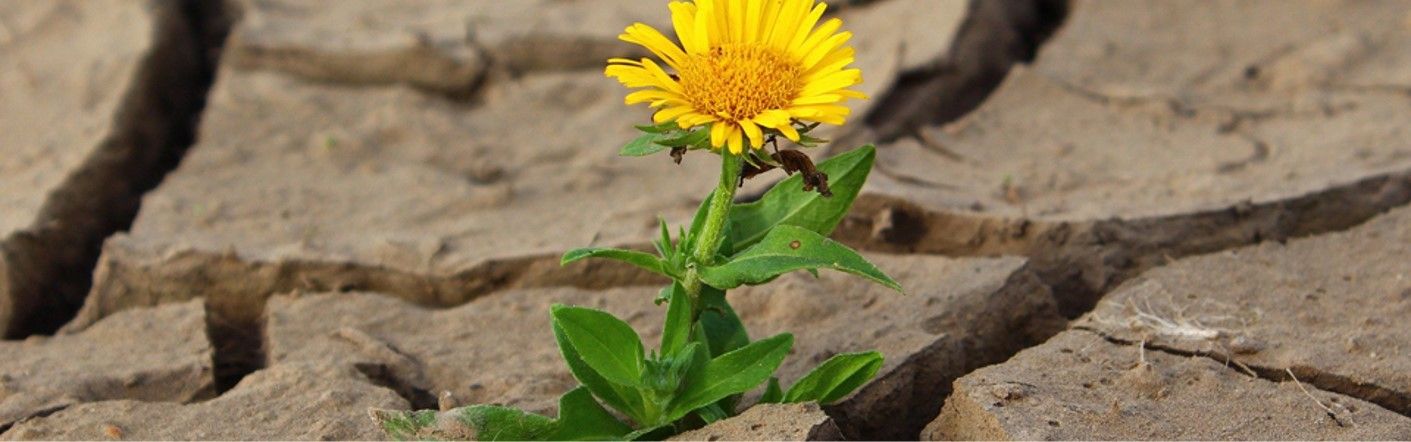 5th Virtual Conference Open University: Organizational Purpose - Opportunity or Opportunism?