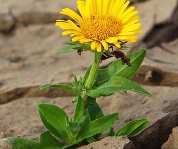 5th Virtual Conference Open University: Organizational Purpose - Opportunity or Opportunism?