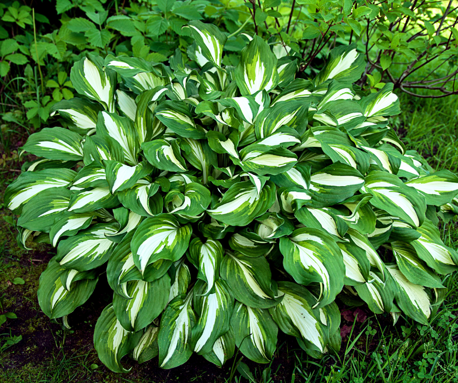 hosta