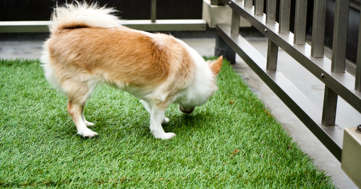 backyard turf ideas for pets no matter the square foot of your yard