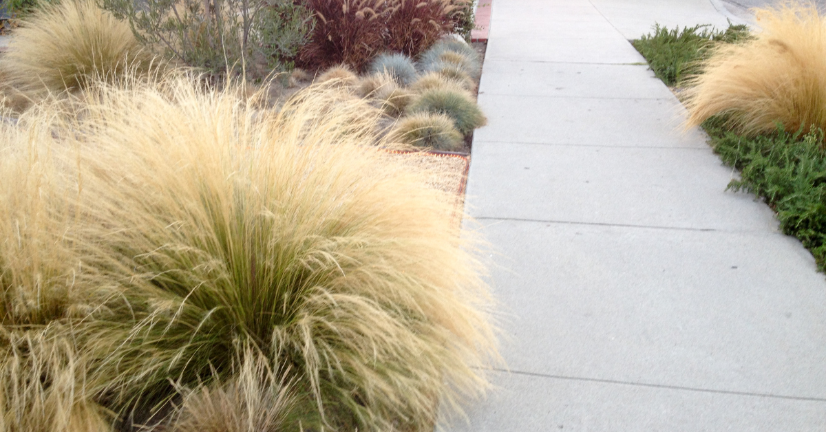 ornamental grasses along a sidewalk in a front yard 