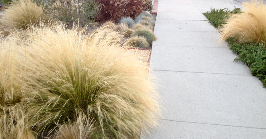 Inexpensive Drought Tolerant Landscaping | Tilly Design